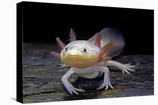 Ambystoma Mexicanum F. Leucistic (Axolotl)-Paul Starosta-Stretched Canvas