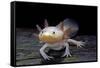 Ambystoma Mexicanum F. Leucistic (Axolotl)-Paul Starosta-Framed Stretched Canvas