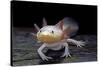 Ambystoma Mexicanum F. Leucistic (Axolotl)-Paul Starosta-Stretched Canvas