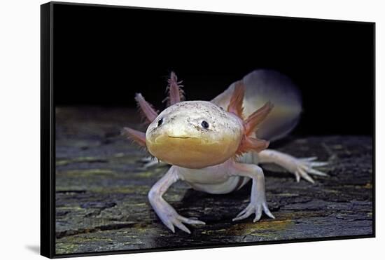 Ambystoma Mexicanum F. Leucistic (Axolotl)-Paul Starosta-Framed Stretched Canvas