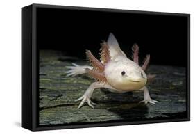 Ambystoma Mexicanum F. Leucistic (Axolotl)-Paul Starosta-Framed Stretched Canvas