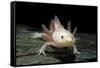 Ambystoma Mexicanum F. Leucistic (Axolotl)-Paul Starosta-Framed Stretched Canvas