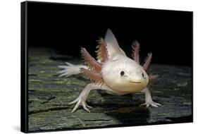 Ambystoma Mexicanum F. Leucistic (Axolotl)-Paul Starosta-Framed Stretched Canvas