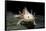 Ambystoma Mexicanum F. Leucistic (Axolotl)-Paul Starosta-Framed Stretched Canvas