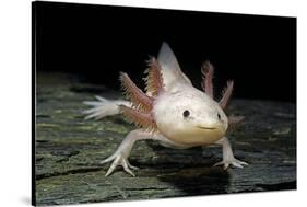 Ambystoma Mexicanum F. Leucistic (Axolotl)-Paul Starosta-Stretched Canvas