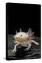 Ambystoma Mexicanum F. Leucistic (Axolotl)-Paul Starosta-Stretched Canvas