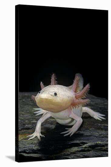 Ambystoma Mexicanum F. Leucistic (Axolotl)-Paul Starosta-Stretched Canvas