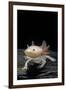 Ambystoma Mexicanum F. Leucistic (Axolotl)-Paul Starosta-Framed Premium Photographic Print