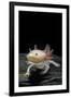 Ambystoma Mexicanum F. Leucistic (Axolotl)-Paul Starosta-Framed Premium Photographic Print