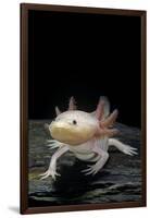 Ambystoma Mexicanum F. Leucistic (Axolotl)-Paul Starosta-Framed Premium Photographic Print