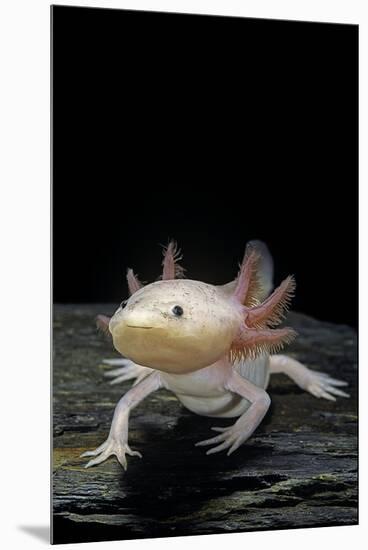 Ambystoma Mexicanum F. Leucistic (Axolotl)-Paul Starosta-Mounted Premium Photographic Print