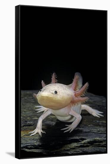 Ambystoma Mexicanum F. Leucistic (Axolotl)-Paul Starosta-Framed Stretched Canvas