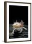 Ambystoma Mexicanum F. Leucistic (Axolotl)-Paul Starosta-Framed Photographic Print