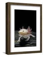 Ambystoma Mexicanum F. Leucistic (Axolotl)-Paul Starosta-Framed Photographic Print