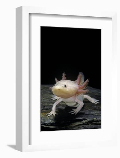 Ambystoma Mexicanum F. Leucistic (Axolotl)-Paul Starosta-Framed Photographic Print