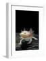 Ambystoma Mexicanum F. Leucistic (Axolotl)-Paul Starosta-Framed Photographic Print