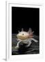 Ambystoma Mexicanum F. Leucistic (Axolotl)-Paul Starosta-Framed Photographic Print