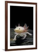 Ambystoma Mexicanum F. Leucistic (Axolotl)-Paul Starosta-Framed Photographic Print