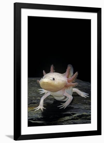 Ambystoma Mexicanum F. Leucistic (Axolotl)-Paul Starosta-Framed Photographic Print