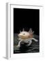 Ambystoma Mexicanum F. Leucistic (Axolotl)-Paul Starosta-Framed Photographic Print