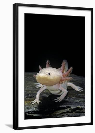 Ambystoma Mexicanum F. Leucistic (Axolotl)-Paul Starosta-Framed Photographic Print