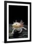 Ambystoma Mexicanum F. Leucistic (Axolotl)-Paul Starosta-Framed Photographic Print