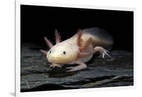 Ambystoma Mexicanum F. Leucistic (Axolotl)-Paul Starosta-Framed Photographic Print