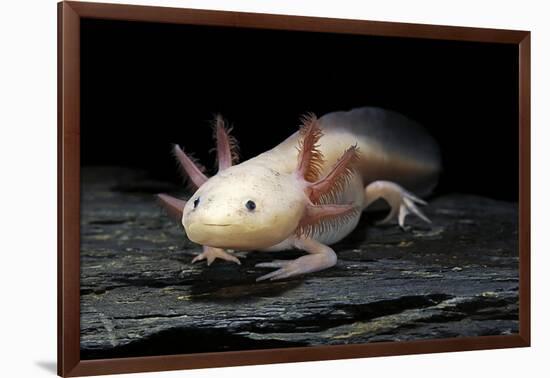 Ambystoma Mexicanum F. Leucistic (Axolotl)-Paul Starosta-Framed Photographic Print