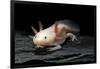 Ambystoma Mexicanum F. Leucistic (Axolotl)-Paul Starosta-Framed Photographic Print