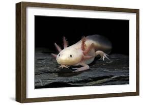 Ambystoma Mexicanum F. Leucistic (Axolotl)-Paul Starosta-Framed Photographic Print