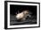 Ambystoma Mexicanum F. Leucistic (Axolotl)-Paul Starosta-Framed Photographic Print