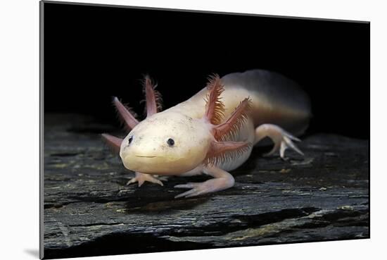 Ambystoma Mexicanum F. Leucistic (Axolotl)-Paul Starosta-Mounted Photographic Print