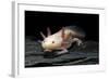 Ambystoma Mexicanum F. Leucistic (Axolotl)-Paul Starosta-Framed Photographic Print