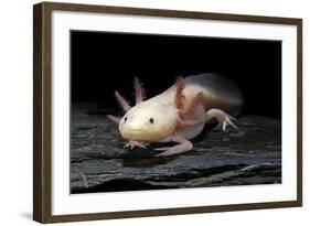 Ambystoma Mexicanum F. Leucistic (Axolotl)-Paul Starosta-Framed Photographic Print