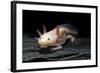 Ambystoma Mexicanum F. Leucistic (Axolotl)-Paul Starosta-Framed Photographic Print