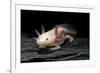 Ambystoma Mexicanum F. Leucistic (Axolotl)-Paul Starosta-Framed Photographic Print