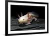 Ambystoma Mexicanum F. Leucistic (Axolotl)-Paul Starosta-Framed Photographic Print