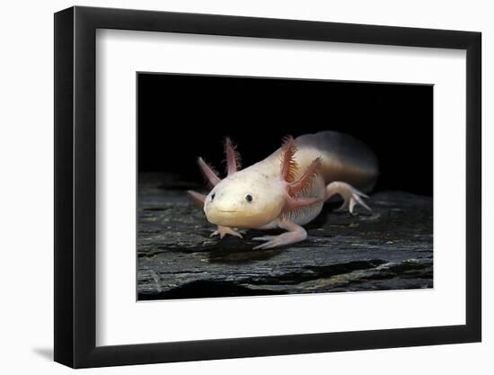 Ambystoma Mexicanum F. Leucistic (Axolotl)-Paul Starosta-Framed Photographic Print