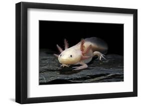 Ambystoma Mexicanum F. Leucistic (Axolotl)-Paul Starosta-Framed Photographic Print