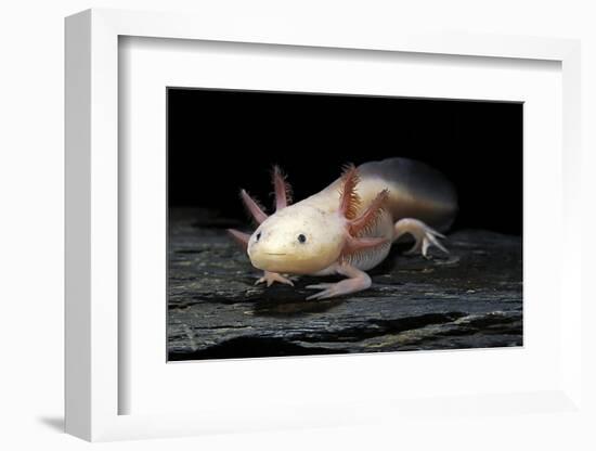 Ambystoma Mexicanum F. Leucistic (Axolotl)-Paul Starosta-Framed Photographic Print