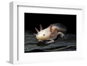 Ambystoma Mexicanum F. Leucistic (Axolotl)-Paul Starosta-Framed Photographic Print