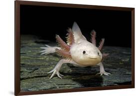 Ambystoma Mexicanum F. Leucistic (Axolotl)-Paul Starosta-Framed Photographic Print