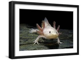 Ambystoma Mexicanum F. Leucistic (Axolotl)-Paul Starosta-Framed Photographic Print