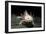 Ambystoma Mexicanum F. Leucistic (Axolotl)-Paul Starosta-Framed Photographic Print