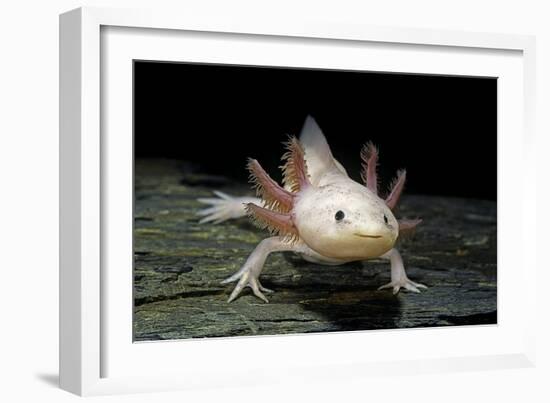 Ambystoma Mexicanum F. Leucistic (Axolotl)-Paul Starosta-Framed Photographic Print