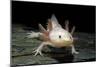 Ambystoma Mexicanum F. Leucistic (Axolotl)-Paul Starosta-Mounted Photographic Print