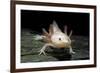 Ambystoma Mexicanum F. Leucistic (Axolotl)-Paul Starosta-Framed Photographic Print