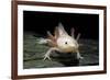 Ambystoma Mexicanum F. Leucistic (Axolotl)-Paul Starosta-Framed Photographic Print