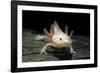 Ambystoma Mexicanum F. Leucistic (Axolotl)-Paul Starosta-Framed Photographic Print