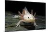 Ambystoma Mexicanum F. Leucistic (Axolotl)-Paul Starosta-Mounted Photographic Print